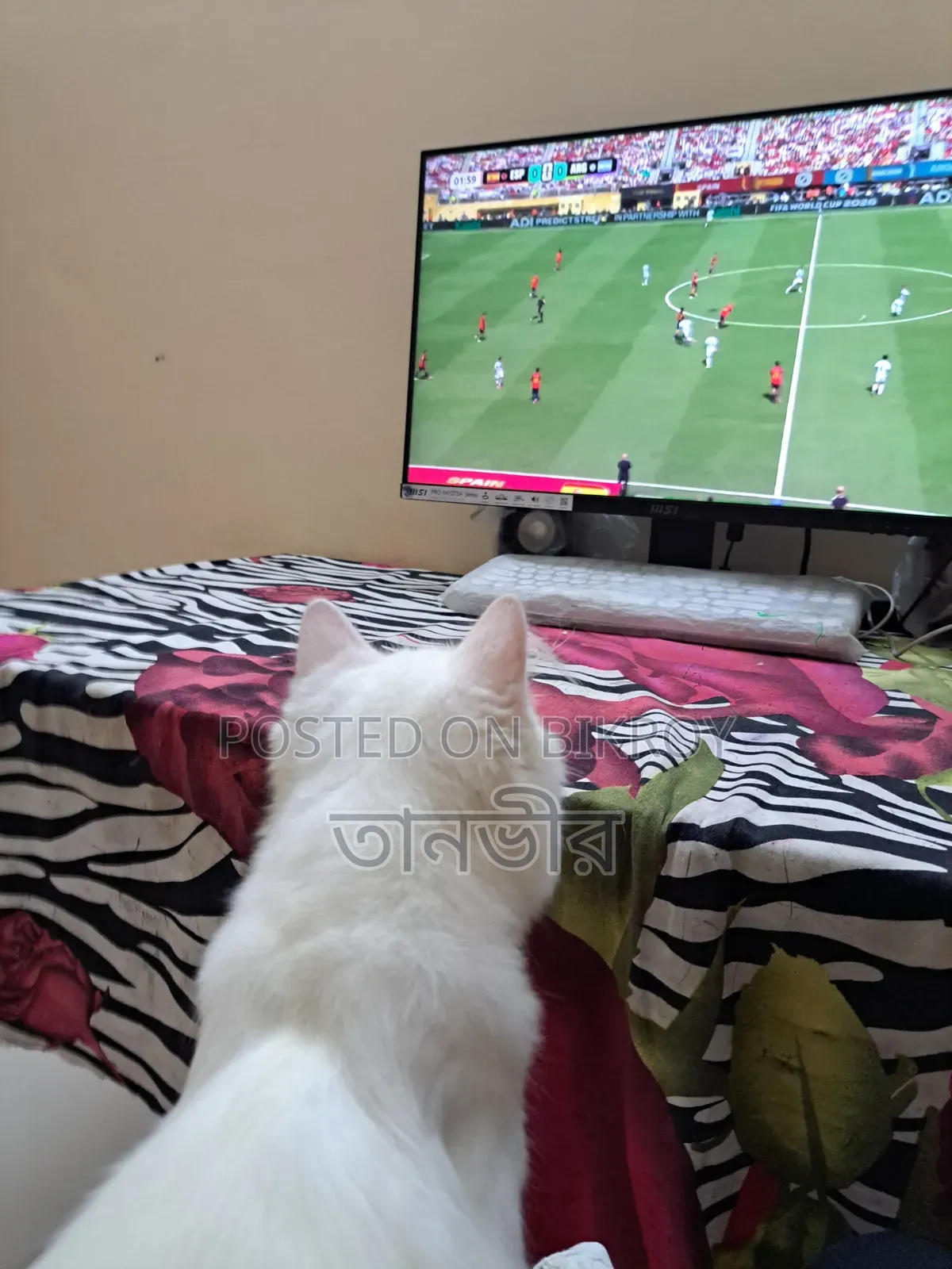 3-6 Months Male Purebred Persian