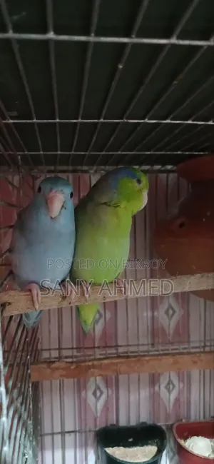 ফরপাস পাখি