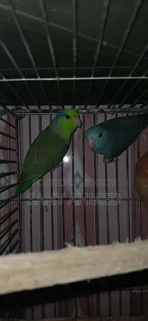 ফরপাস পাখি