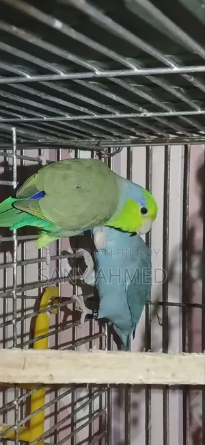ফরপাস পাখি