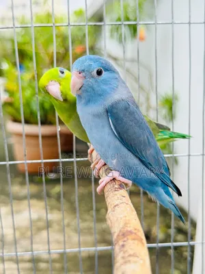 Forpus Pair