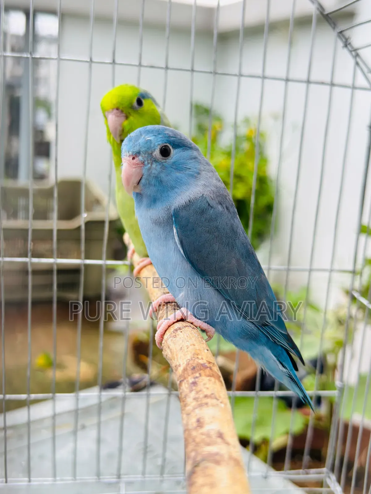 Forpus Pair
