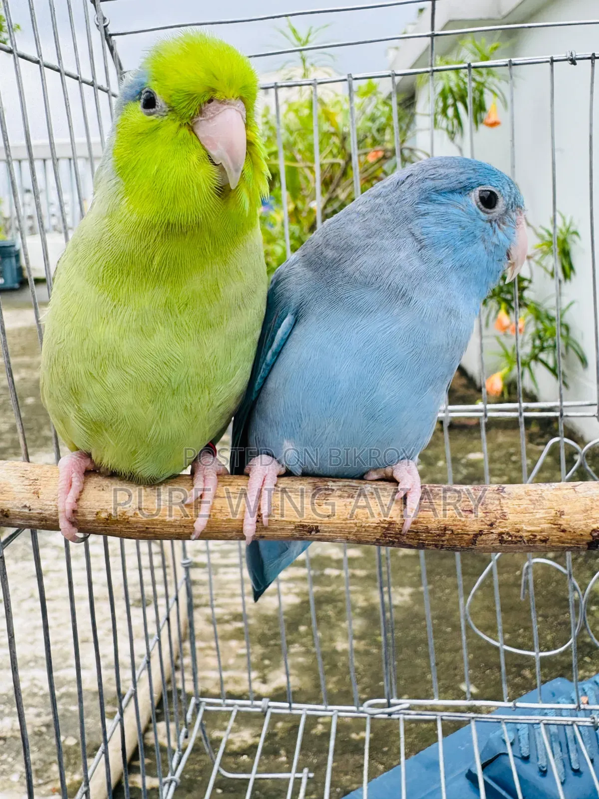Forpus Pair