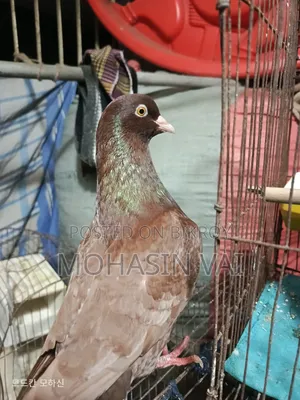 King Pigeon