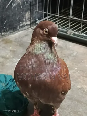 King Pigeon
