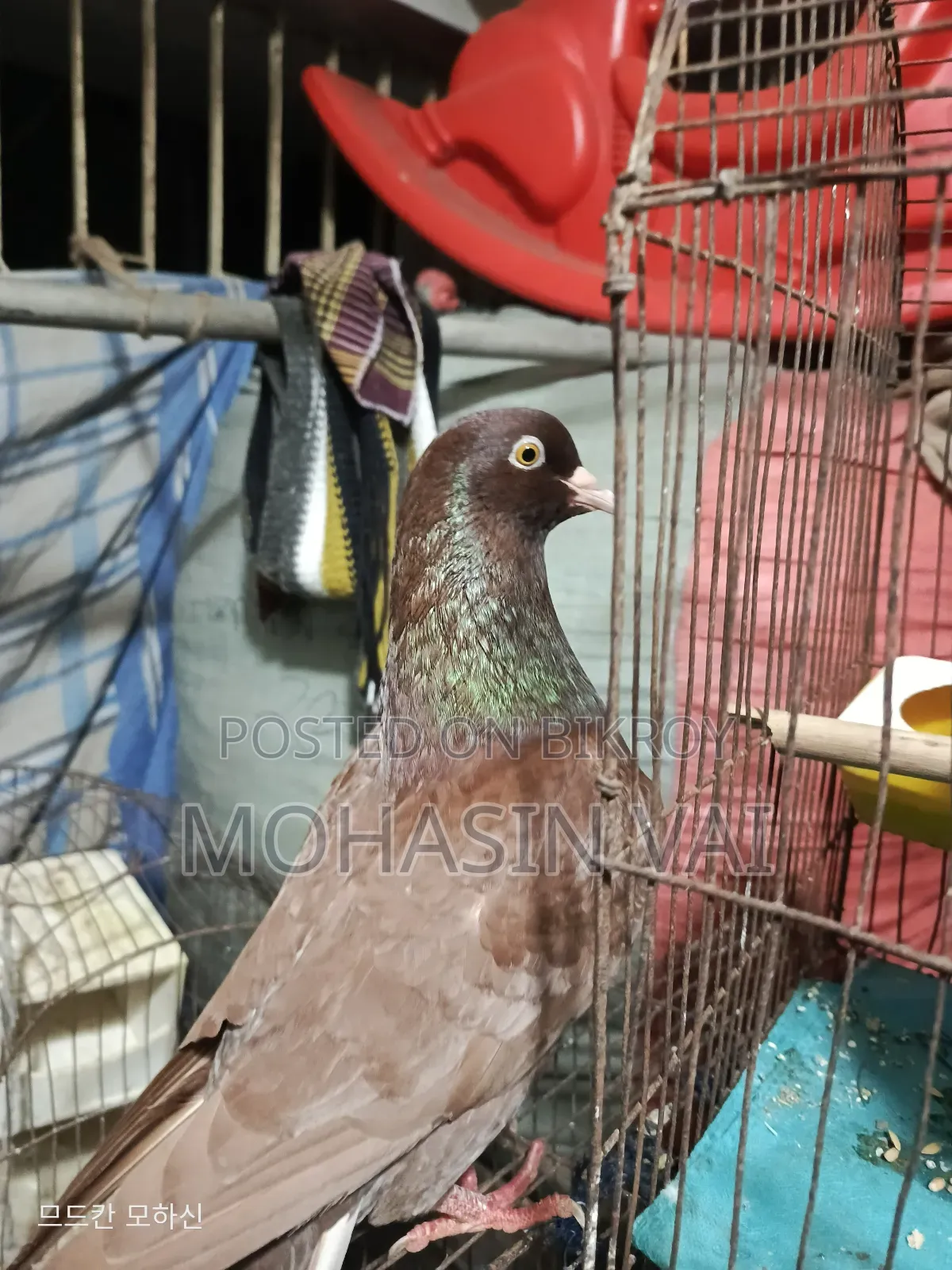 King Pigeon