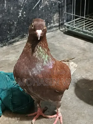 King Pigeon