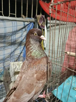King Pigeon