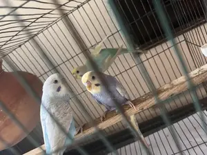রেইনবো বাজরিগার পাখি