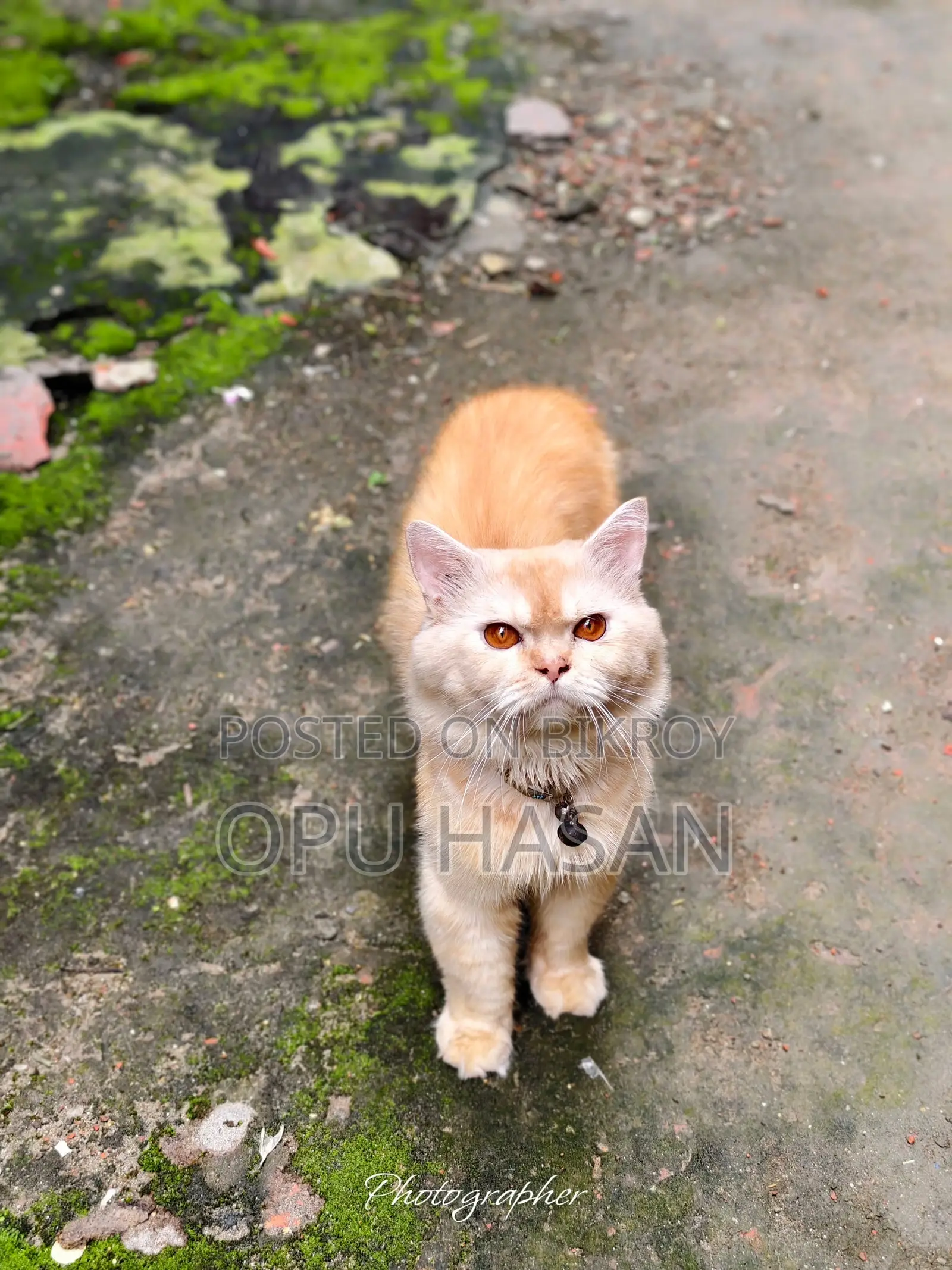 6-12 months Male Purebred Persian