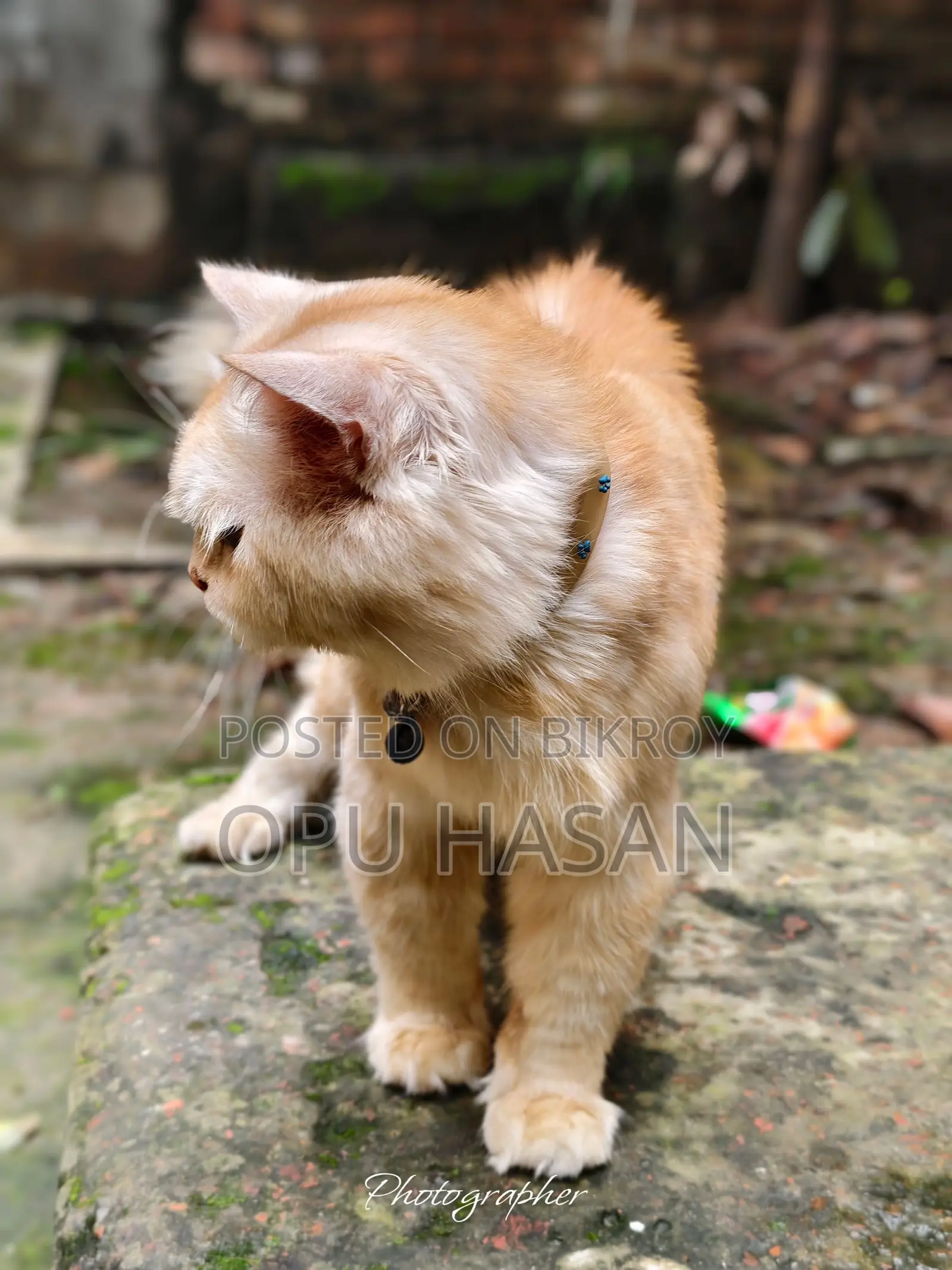 6-12 months Male Purebred Persian