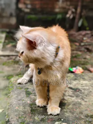 6-12 months Male Purebred Persian