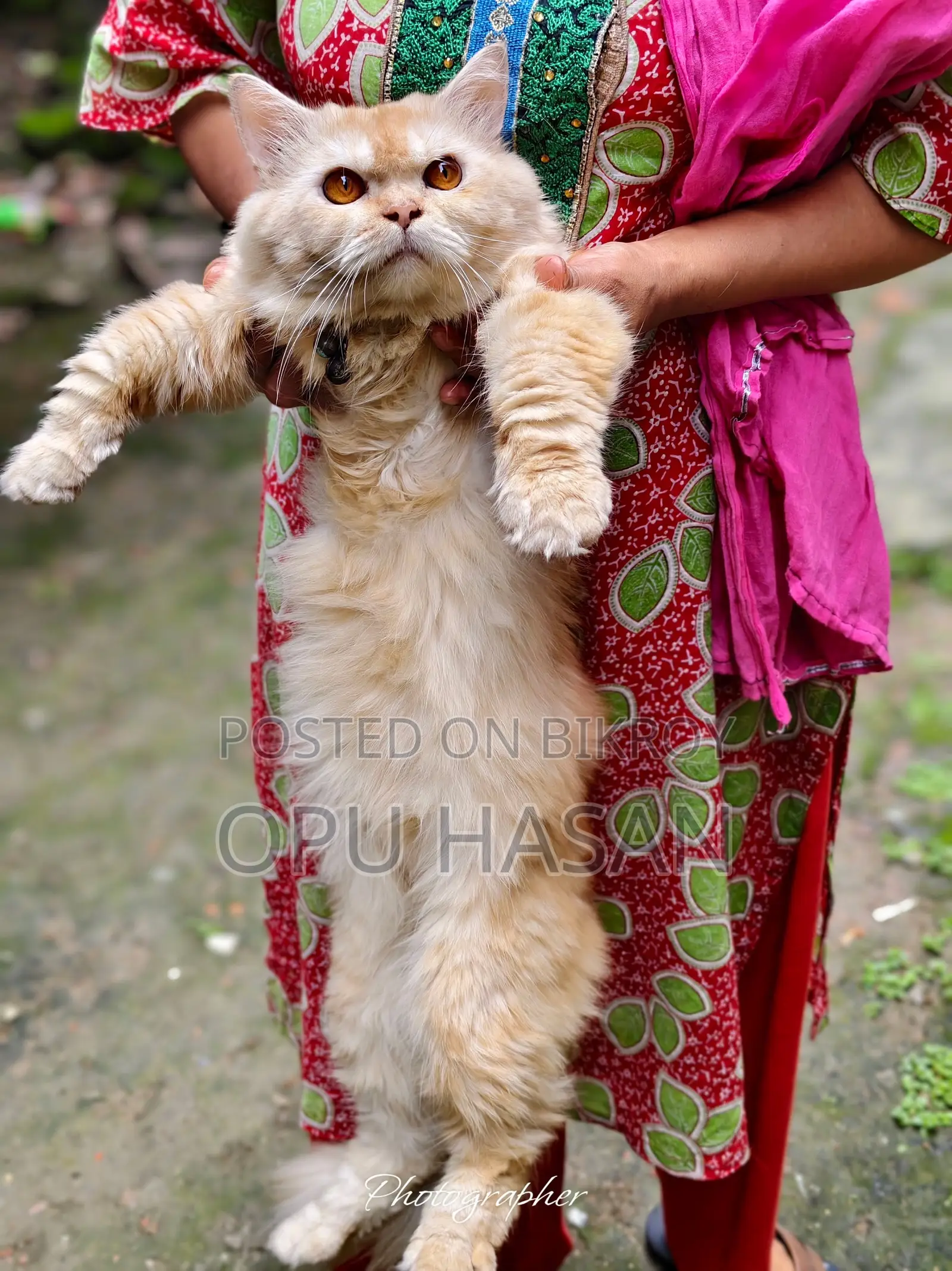 6-12 months Male Purebred Persian