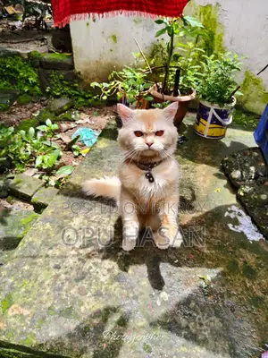 6-12 months Male Purebred Persian
