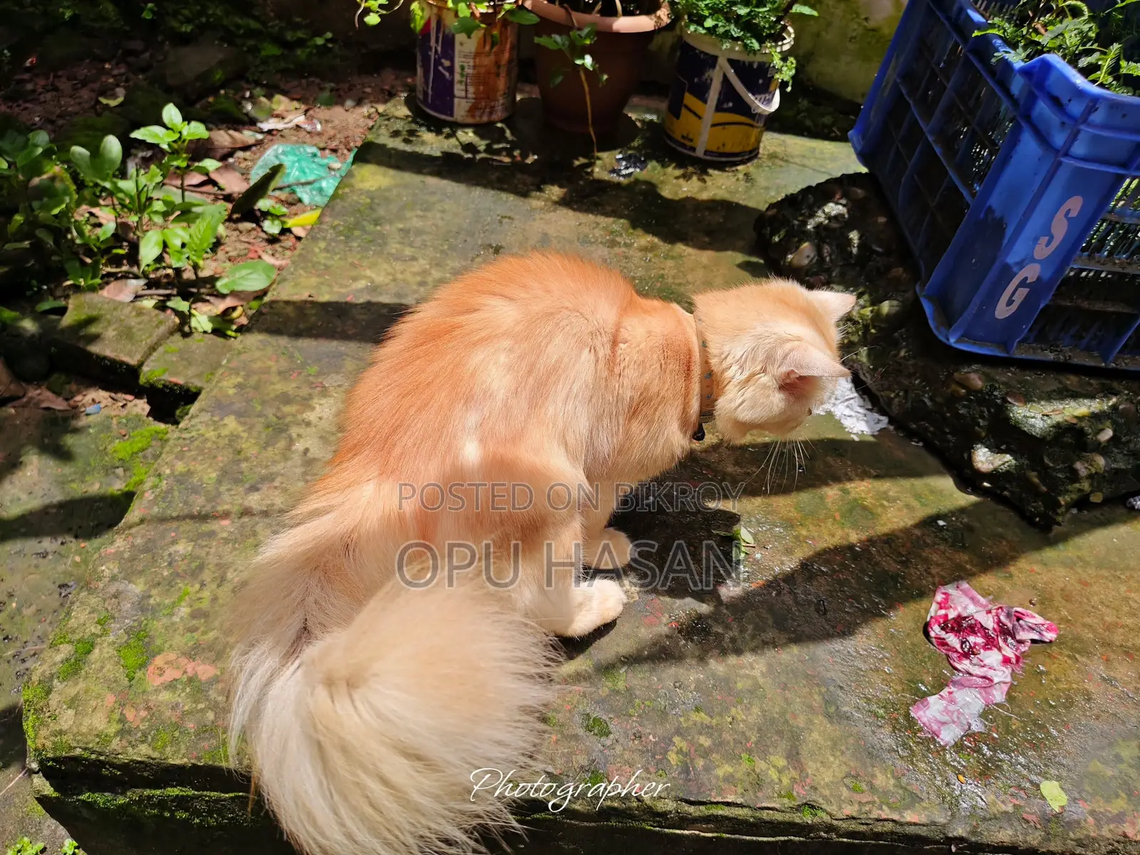6-12 months Male Purebred Persian