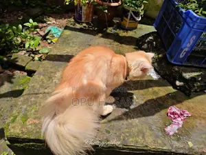 6-12 months Male Purebred Persian