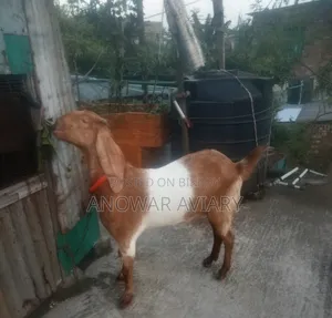 A pregnant Beetal goat