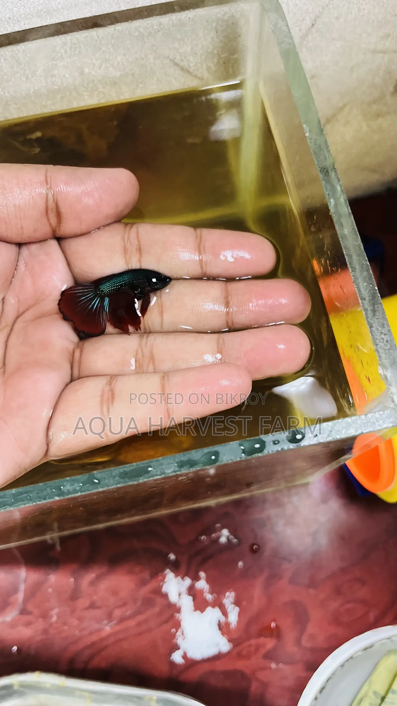 বেটা ফিশ জারিং সাইজ