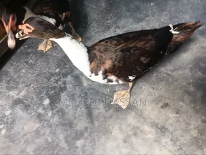 Muscovy Ducks for Sale