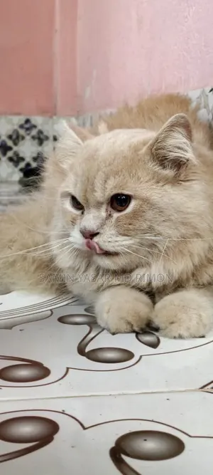 6-12 Months Male Purebred Persian