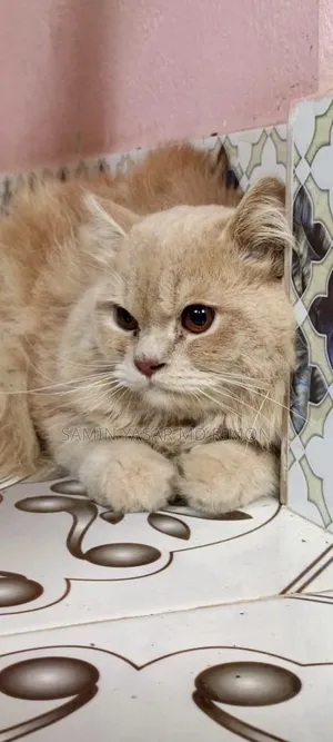 6-12 Months Male Purebred Persian