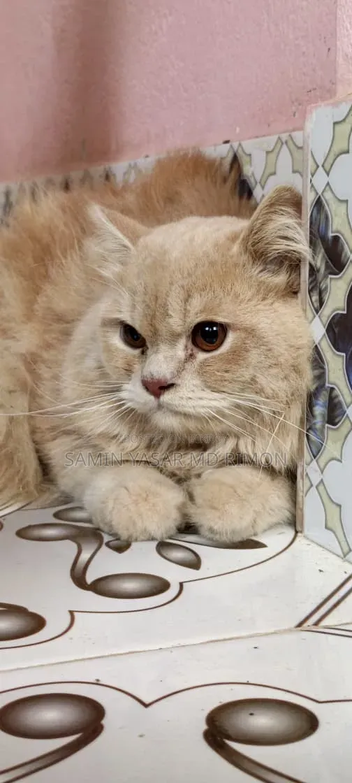 6-12 Months Male Purebred Persian