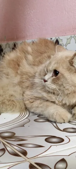 6-12 Months Male Purebred Persian