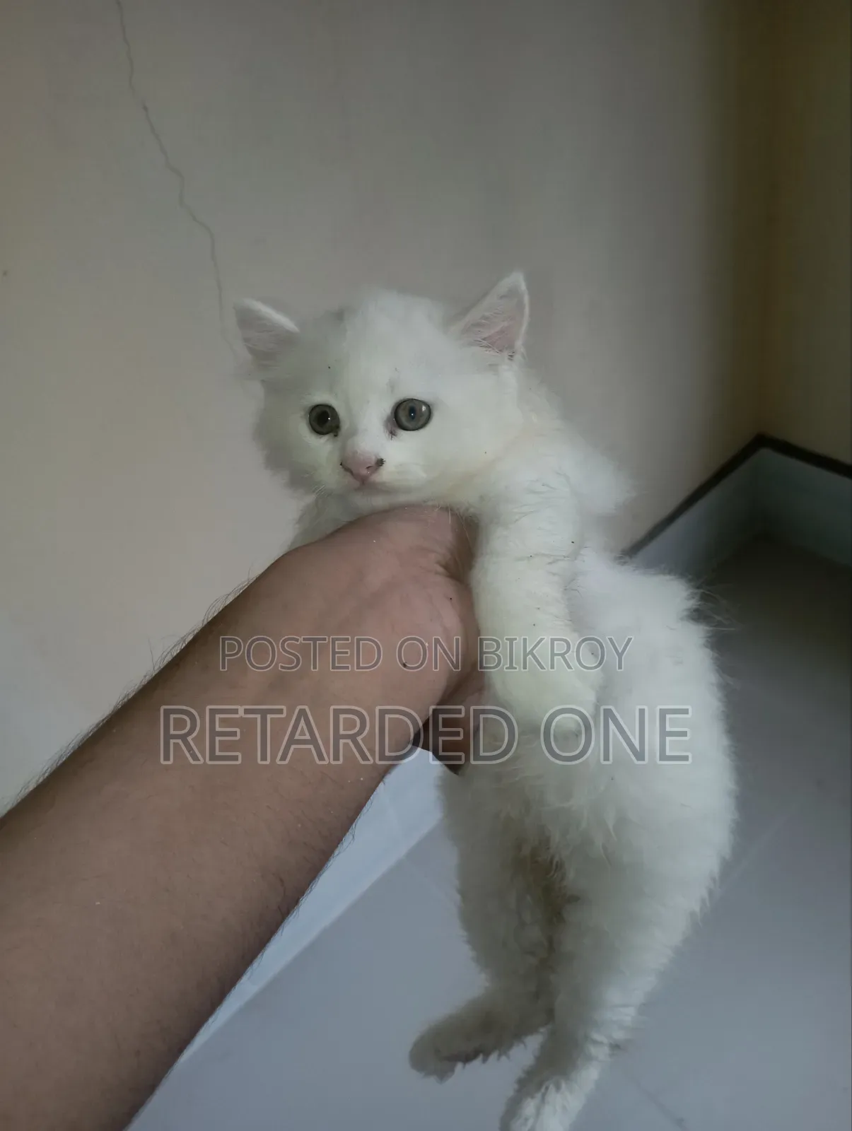 1-3 Months Female Purebred Persian