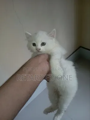 1-3 Months Female Purebred Persian