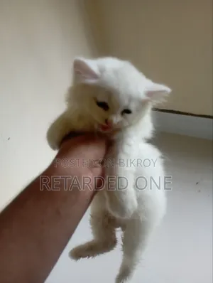 1-3 Months Female Purebred Persian