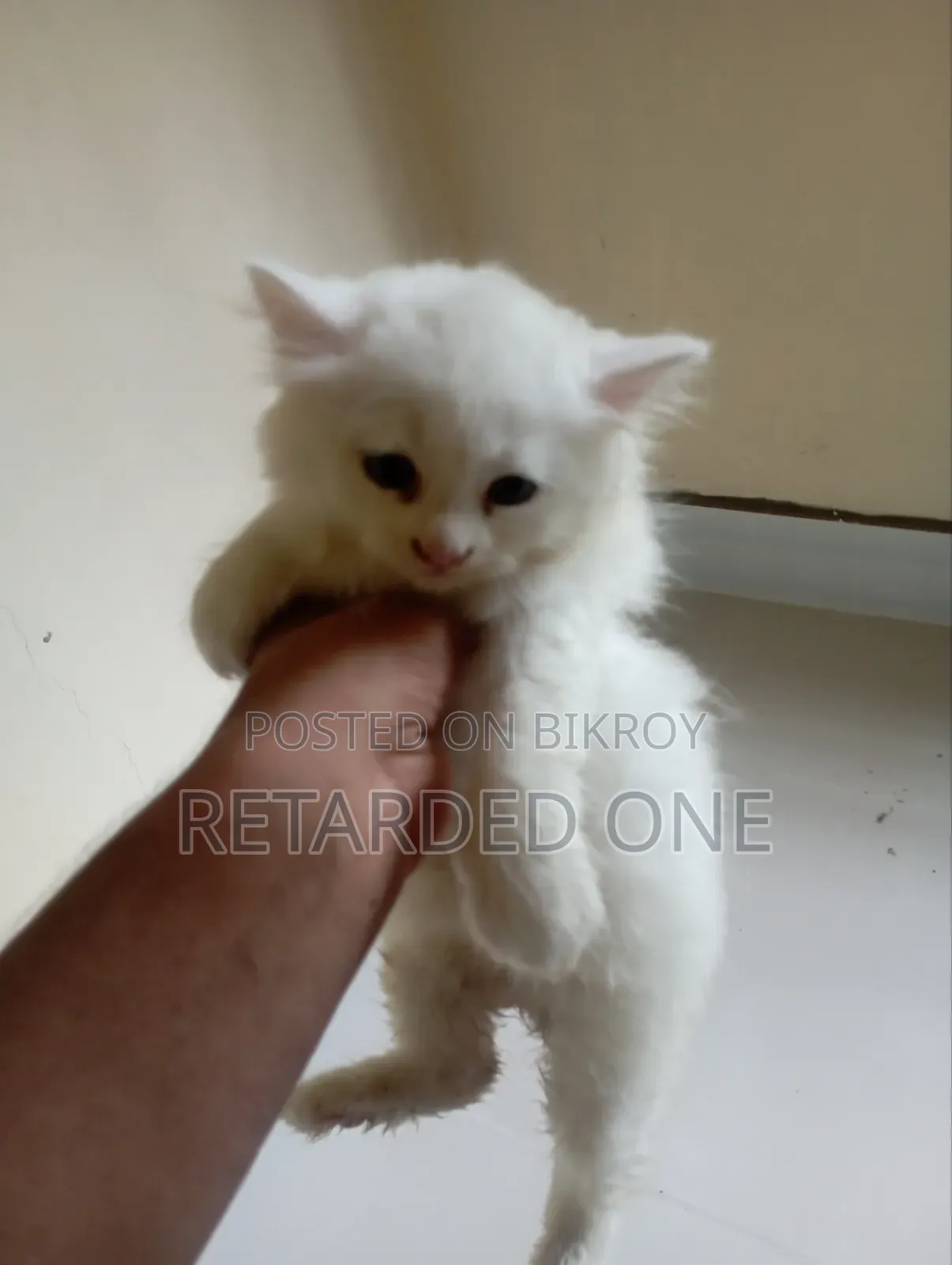 1-3 Months Female Purebred Persian