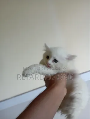 1-3 Months Female Purebred Persian