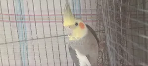 একটা ককাটেল বিক্রি হবে