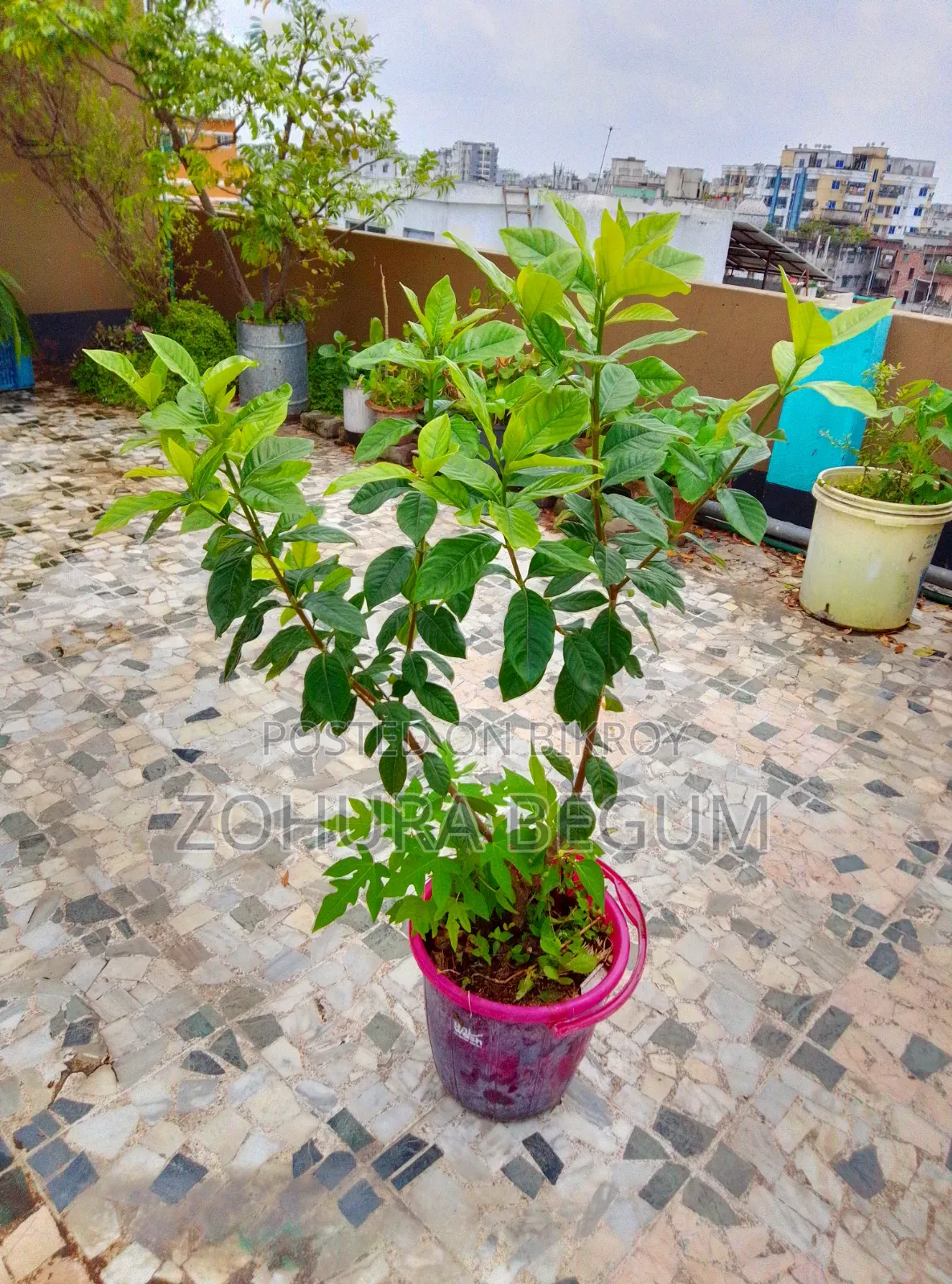 For Sale - Healthy and Well-Nurtured Plants