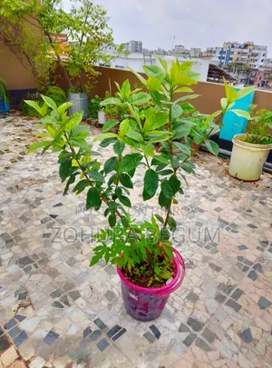 For Sale - Healthy and Well-Nurtured Plants