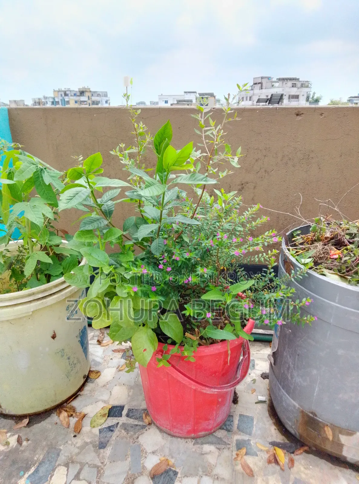 For Sale - Healthy and Well-Nurtured Plants