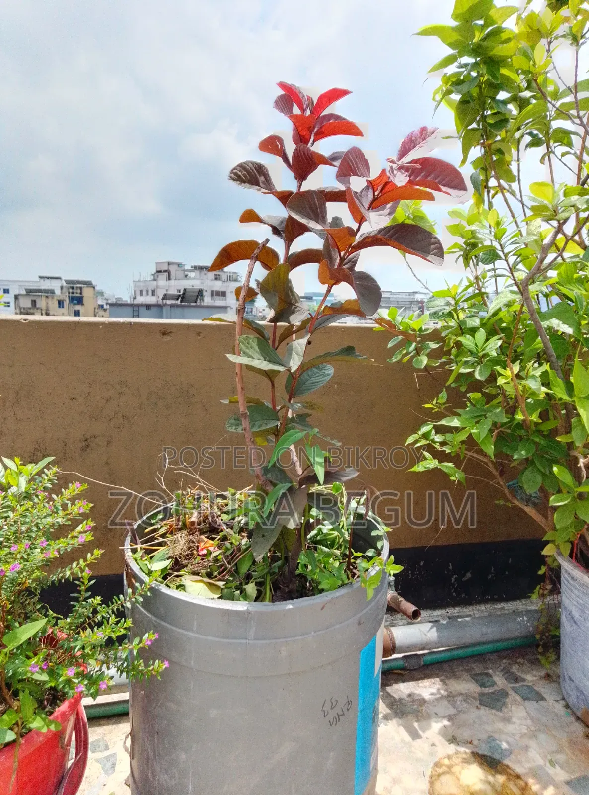 For Sale - Healthy and Well-Nurtured Plants