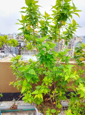 For Sale - Healthy and Well-Nurtured Plants