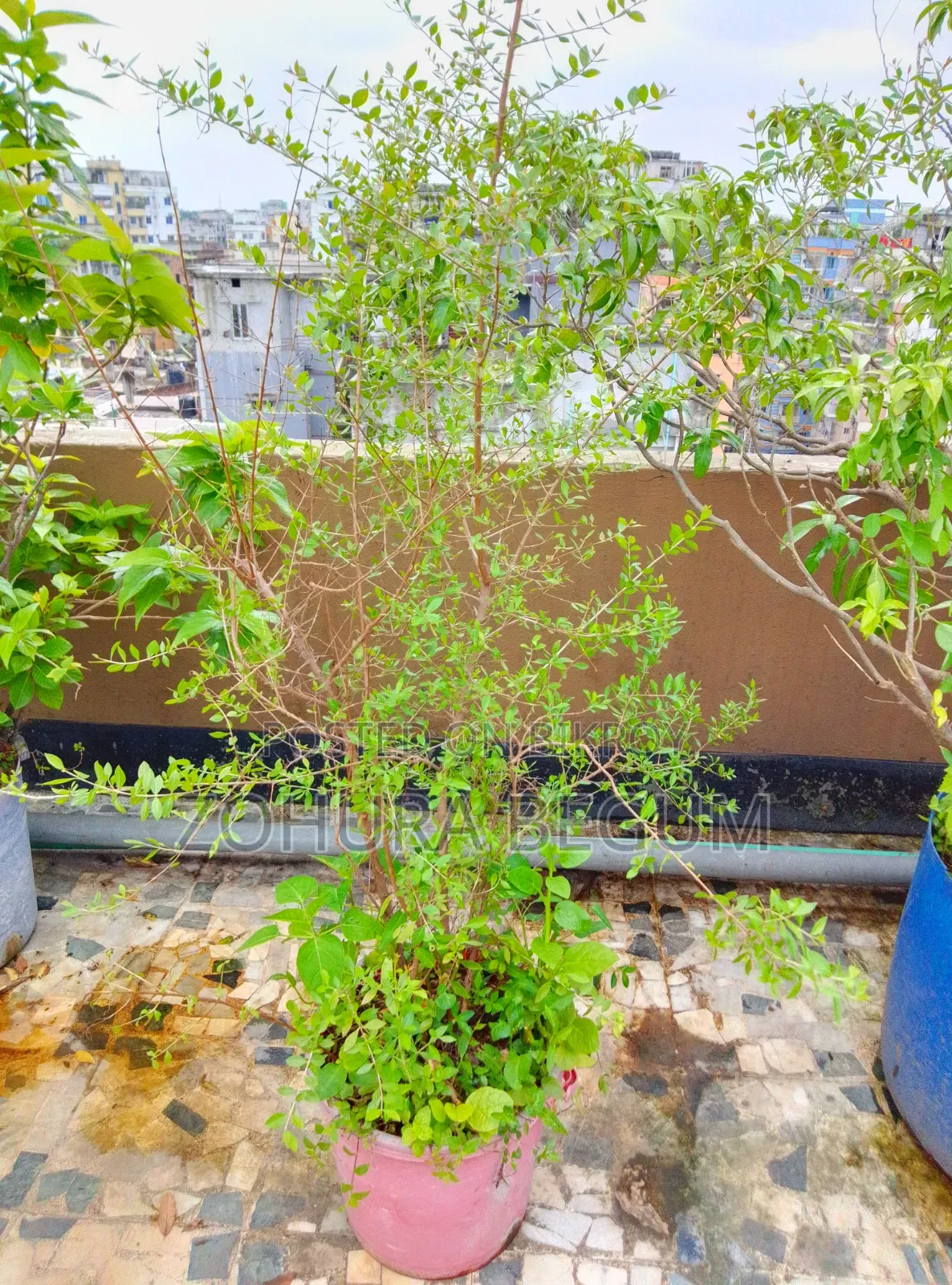 For Sale - Healthy and Well-Nurtured Plants