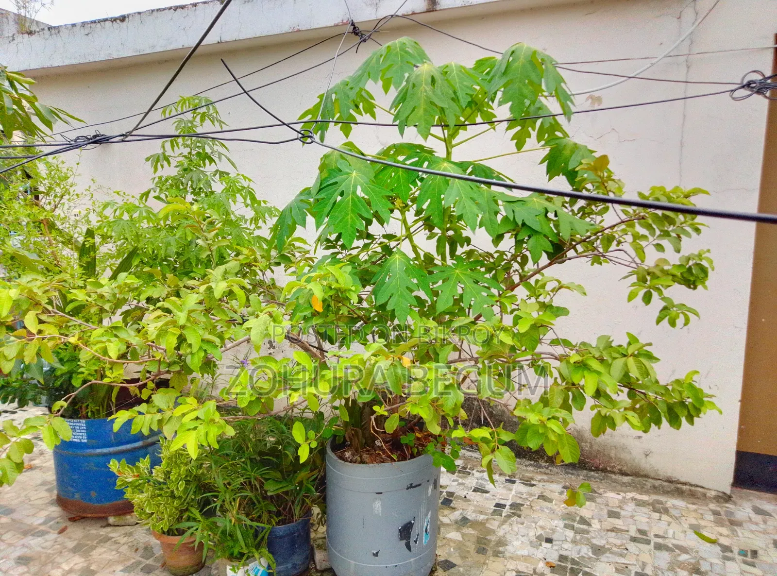 For Sale - Healthy and Well-Nurtured Plants