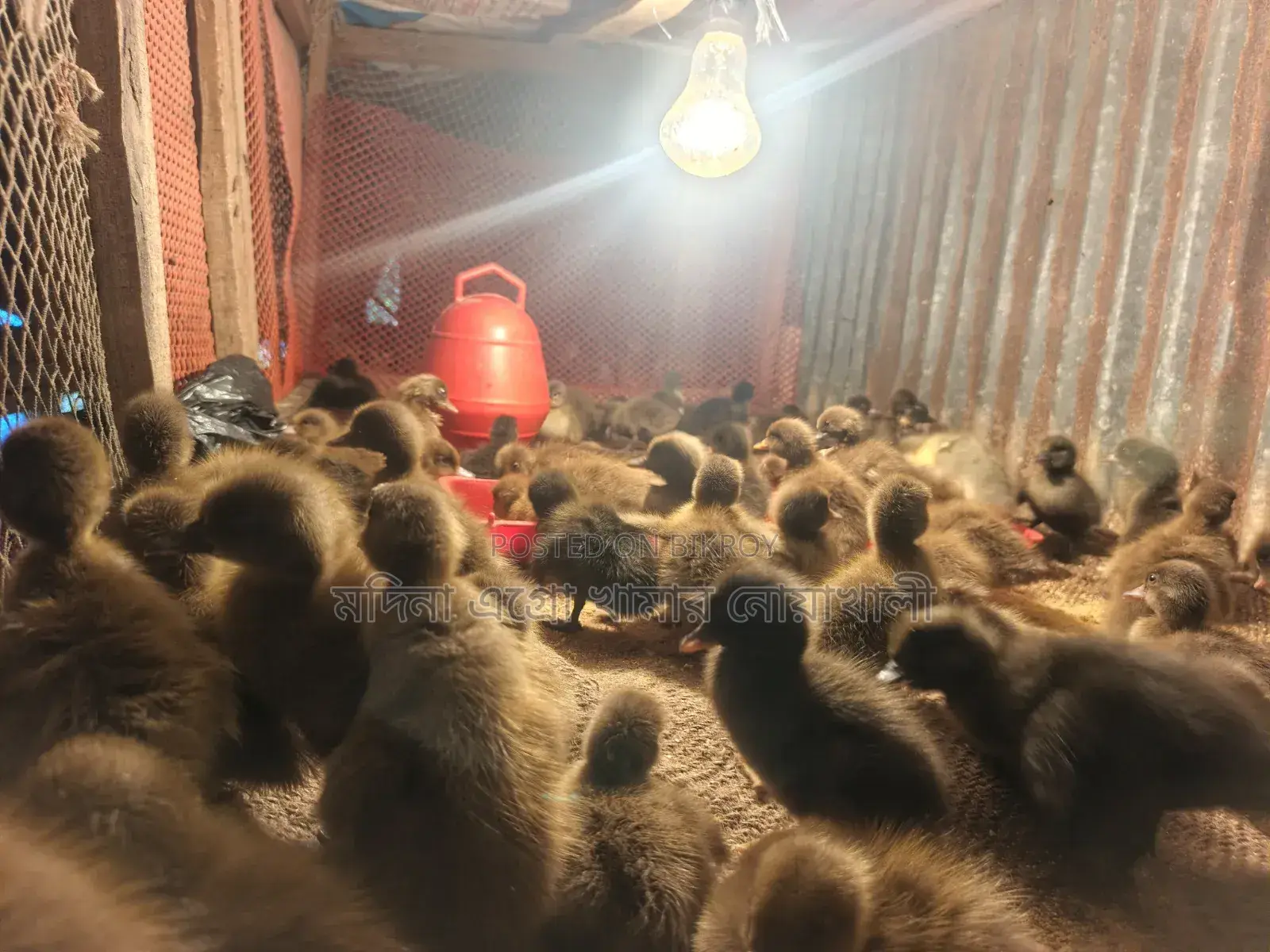 হাঁসের বাচ্চাহাঁসের বাচ্চা বিক্রি চলছে
