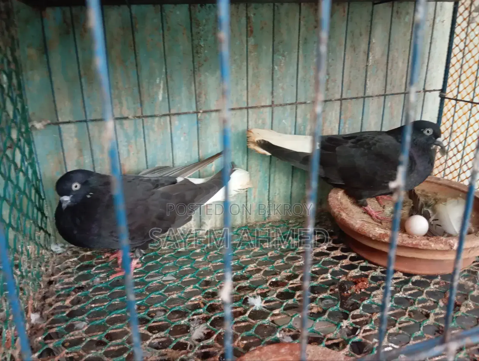 Musledom Pigeon