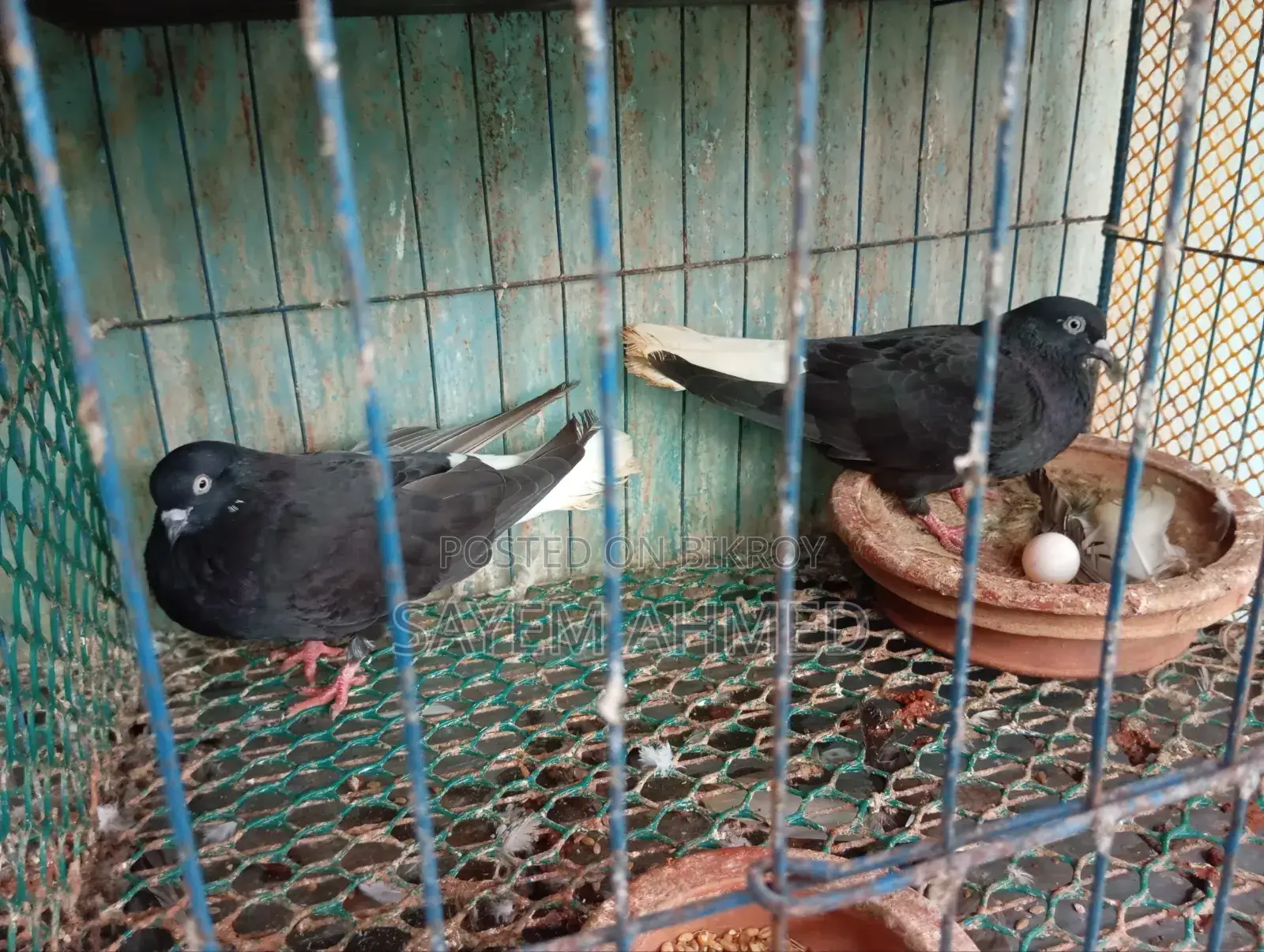 Musledom Pigeon