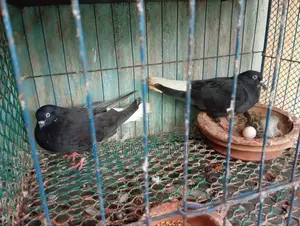 Musledom Pigeon
