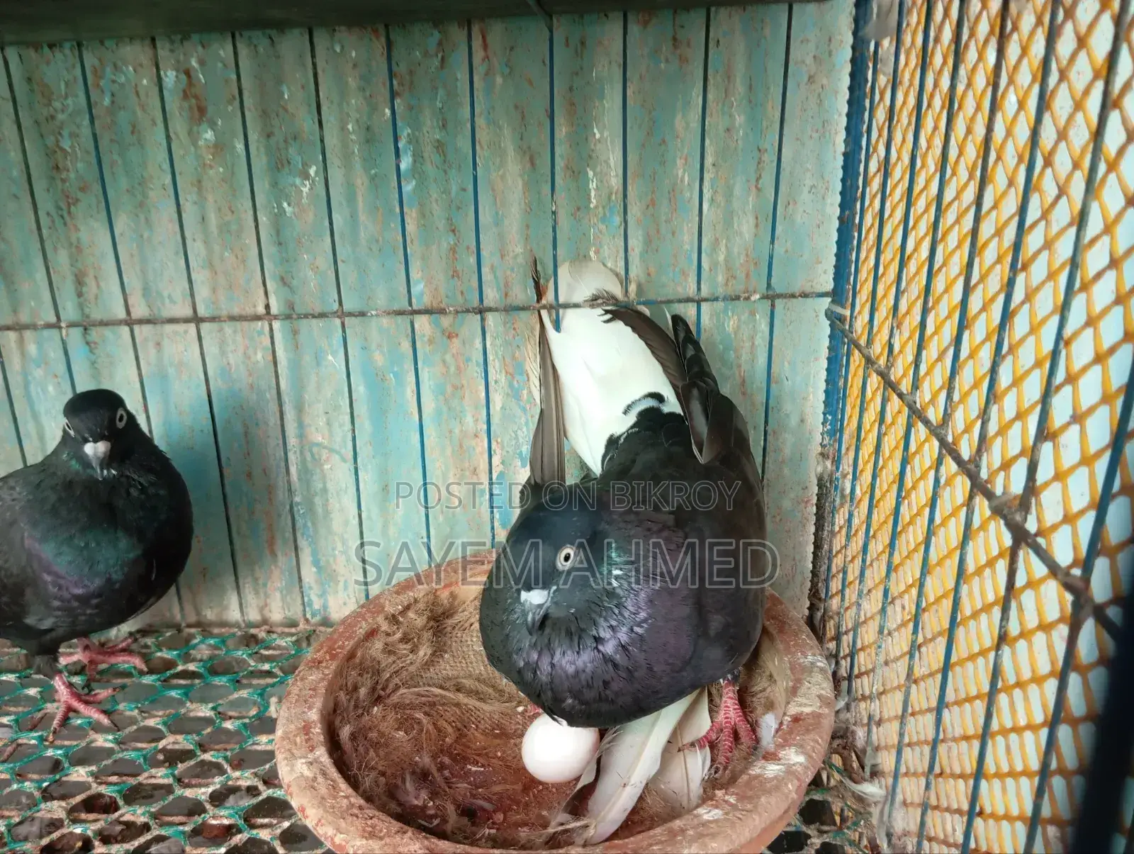Musledom Pigeon