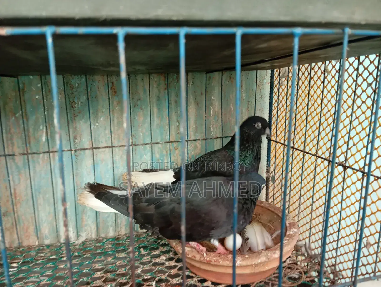 Musledom Pigeon
