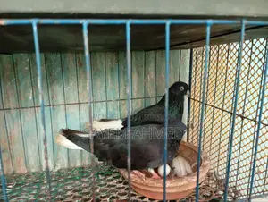 Musledom Pigeon