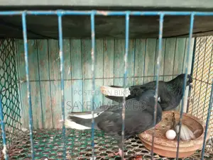 Musledom Pigeon