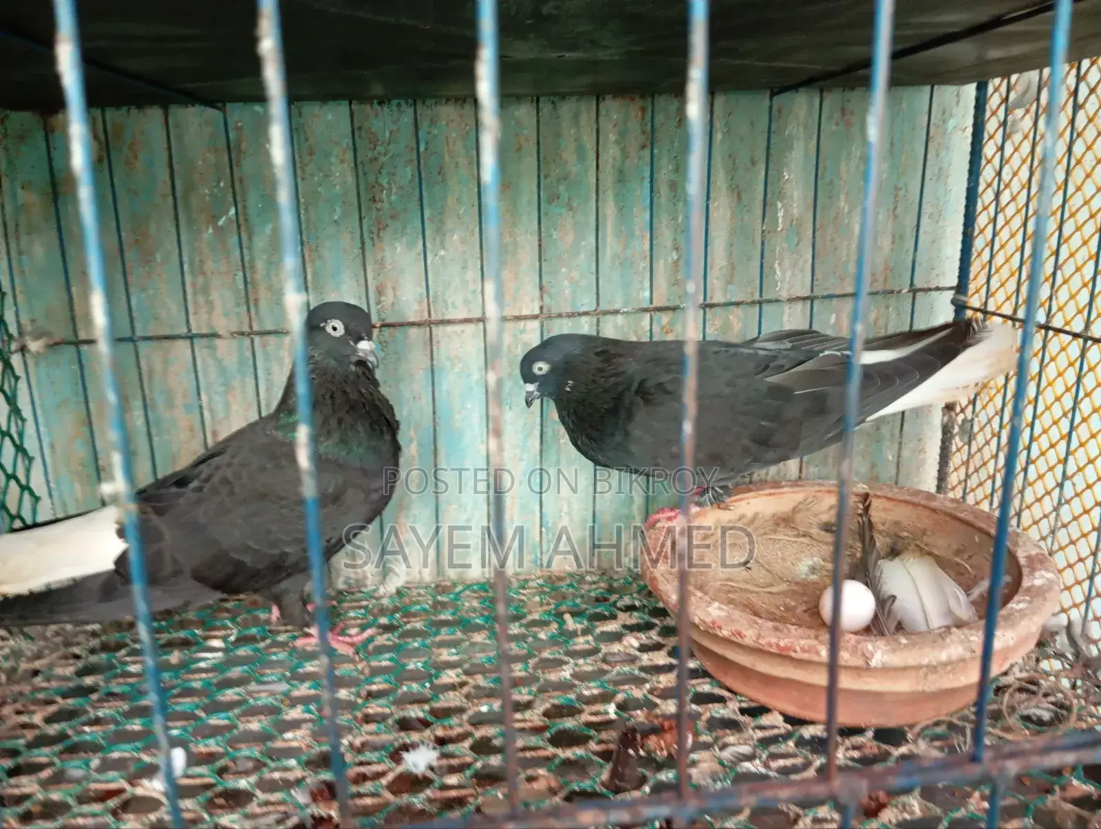 Musledom Pigeon