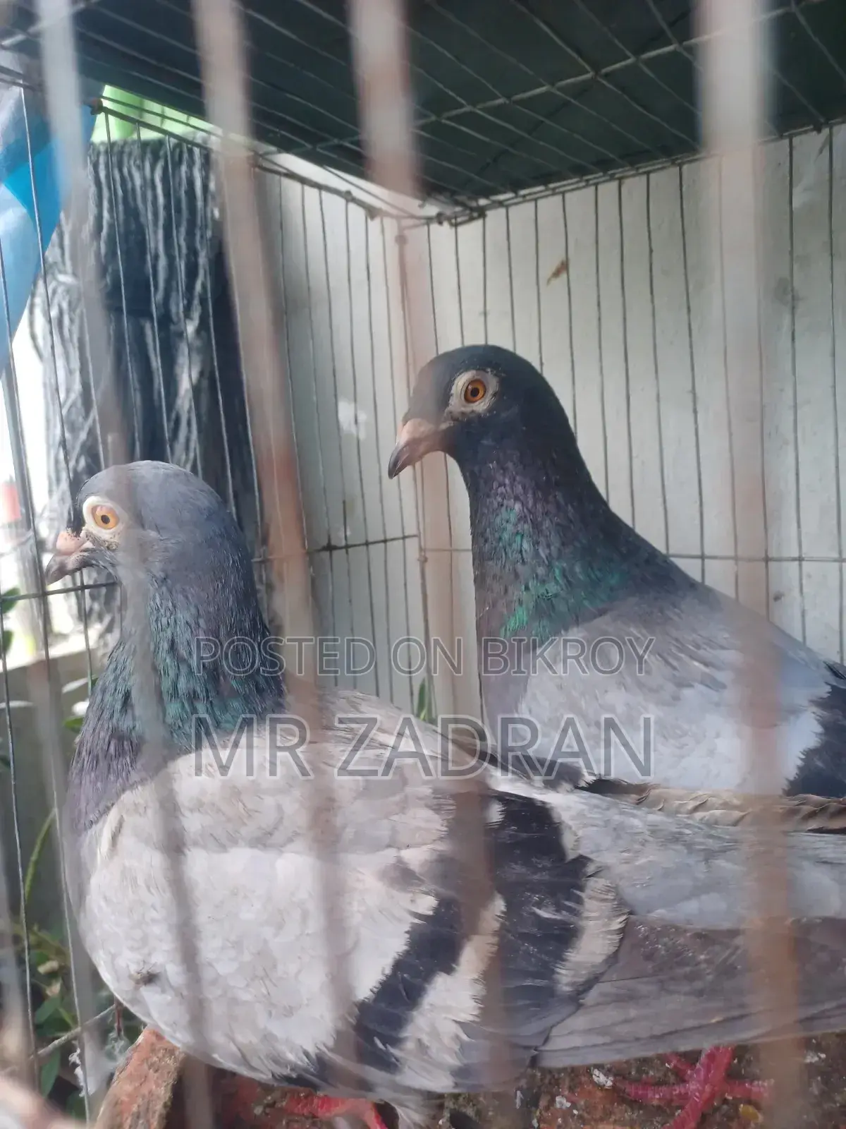 Racer Pigeon Running
